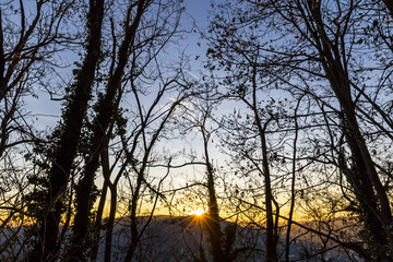 Tree branches silhouette against sunset background
