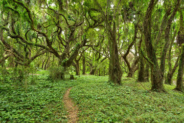 Fototapeta na wymiar In the Jungle - A hiking footpath winding through a dense tropical rain forest. Maui, Hawaii, USA.