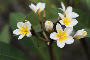 Fototapeta na wymiar Plumeria is Lao national flower
