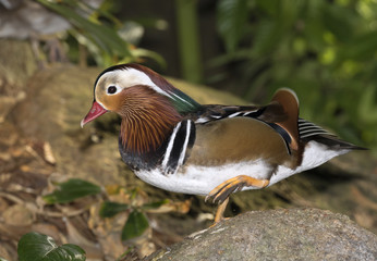 Male mandarin duck (Aix galericulata) in breeding plumage, captive.