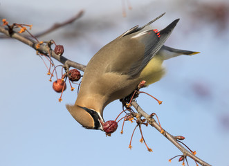 Cedar waxwing (Bombycilla cedrorum) feeding on crabapples, Ames, Iowa, USA.