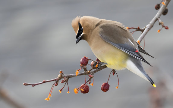 Cedar waxwing (Bombycilla cedrorum) feeding on crabapples, Ames, Iowa, USA.