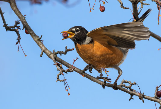 Male American robin (Turdus migratorius) feeding on crabapples, Ames, Iowa, USA.