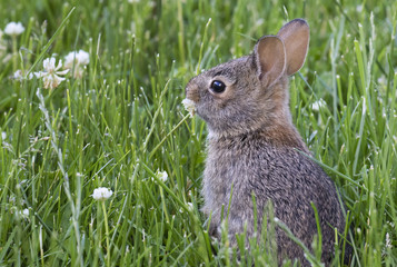 Young eastern cottontail (Sylvilagus floridanus) eating clover flowers at backyard, Ames, Iowa, USA