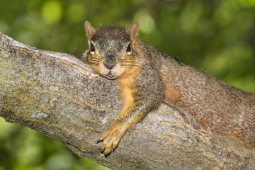Naklejka na ściany i meble Fox squirrel (Sciurus nige) resting in shade on tree branch during a hot summer day, Ames, Iowa, USA