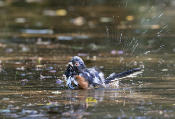 Eastern Towhee (Pipilo erythrophthalmus) bathing in a forest creek among fallen autumn leaves, Ames, Iowa, USA.