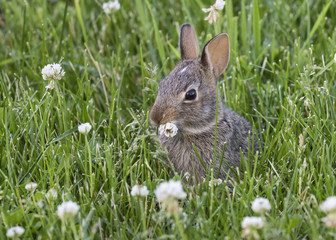 Young eastern cottontail (Sylvilagus floridanus) eating clover flowers at backyard, Ames, Iowa, USA