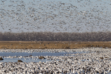 Fall migration of snow geese (Chen caerulescens), Loess Bluffs National Wildlife Refuge, Missouri, USA