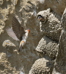 American cliff swallow (Petrochelidon pyrrhonota) flying to the nest with nestling, Ledges State Park, Iowa, USA