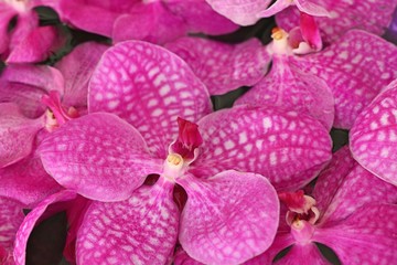 Vanda orchids flower in water