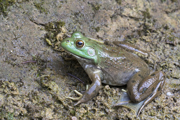 American bullfrog (Lithobates catesbeianus or Rana catesbeiana), Ledges State Park, Iowa, USA.