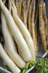 Bundle of turnip and burdock root on display at the grocery store shelf