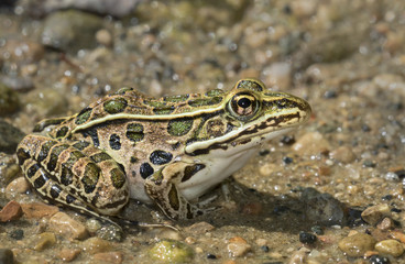 Northern leopard frog (Lithobates pipiens) in water stream, Ledges State Park, Iowa, USA.
