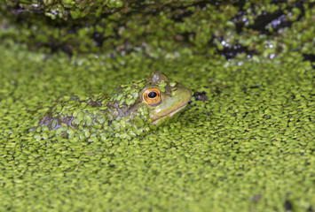 American bullfrog (Lithobates catesbeianus or Rana catesbeiana) looking through duckweed in a lake, Ledges State Park, Iowa, USA.
