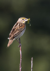 Dickissel (Spiza americana), adult male with a grasshopper in the beak, Ames, Iowa, USA