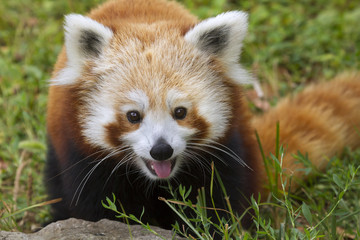 Red panda (Ailurus fulgens) portrait, captive.