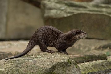 A wet otter on the water