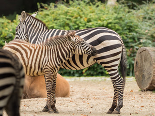 Fototapeta na wymiar A little zebra is standing with the mother