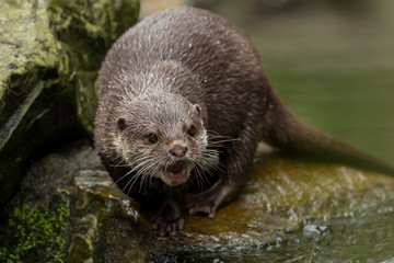A wet otter on the water