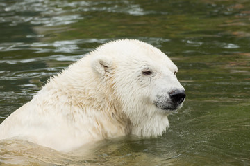 Fototapeta premium A polar bear is swimming in the water