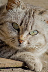 Portrait of cat, cat muzzle, cat eyes. Cat looking at the camera.