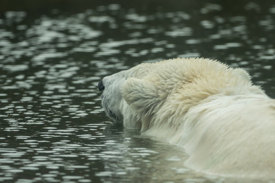 A polar bear is swimming in the water