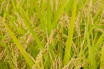 稲刈り直前の稲穂