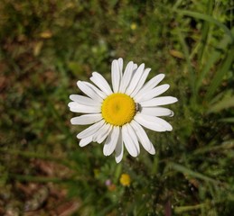 Fototapeta premium Oxeye Daisy