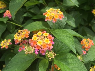 Closeup the colorful flower with green leaves,beauty by nature