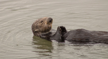 Fototapeta premium California Sea Otters