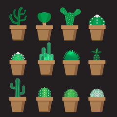set of cactus and succulent in pot
