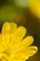 Fototapeta premium 福寿草の花