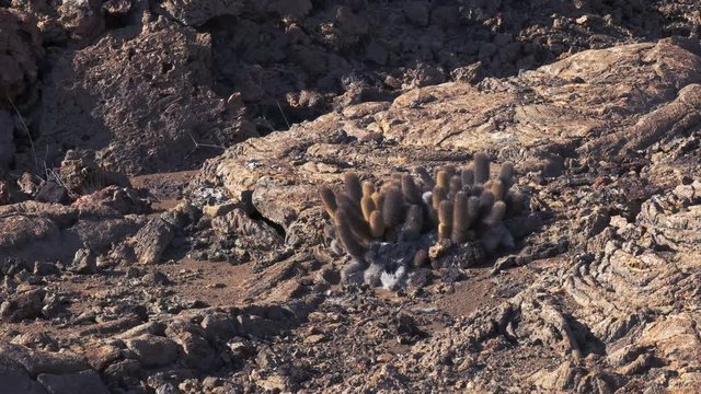 panning shot of lava cactus growing on the volcanic slopes of isla bartolome in the galapagos