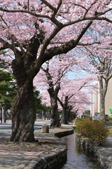 十和田市官庁街通りの桜満開