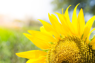 Obraz premium sunflower in blooming in the field, sunflowers backgrounds