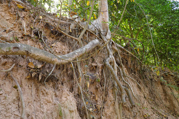 Tree with twisted roots.