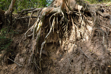 Tree with twisted roots.