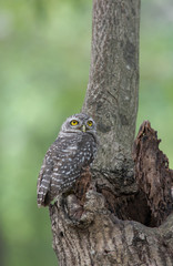 Lovely bird, Spotted owlet
