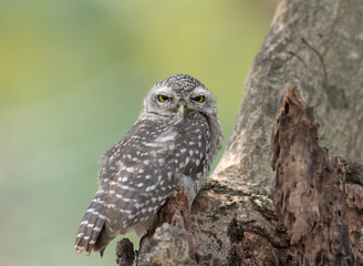 Lovely bird, Spotted owlet