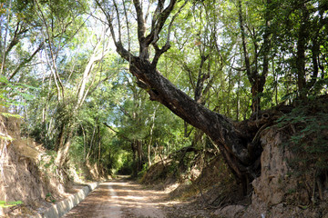 Tree with twisted roots.