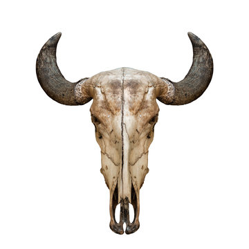 Buffalo skull or caw isolated on white background