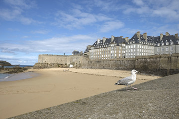 oiseau face aux remparts