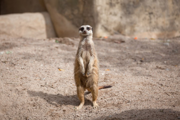 meerkat (Suricata suricatta) standing on sand ground for guarding and safety