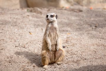 meerkat (Suricata suricatta) sitting on sand ground for guarding and safety