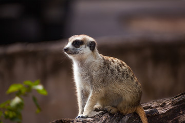 meerkat (Suricata suricatta) sitting on the timber hole