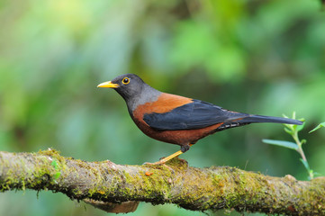 Obraz premium Beautiful bird, Chestnut Thrush (Turdus rubrocanus)
