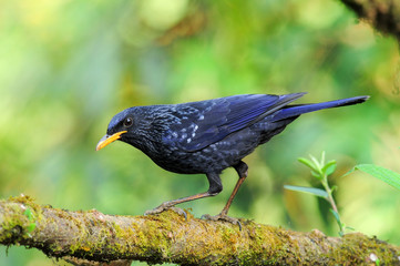 Blue Whistling Thrush