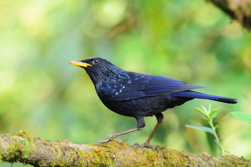 Blue Whistling Thrush