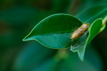 pupa