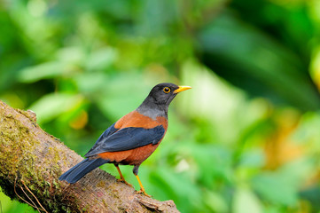 Beautiful bird, Chestnut Thrush (Turdus rubrocanus)